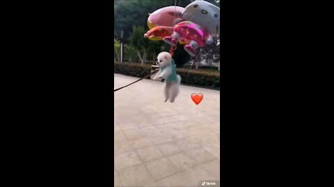 Small flying dog