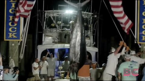 Fishing crew denied $3.5 million prize after shark bites their 619-pound marlin