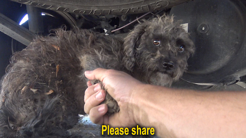 Stray Dog Helps Her Rescuers Find Her Surviving Puppy