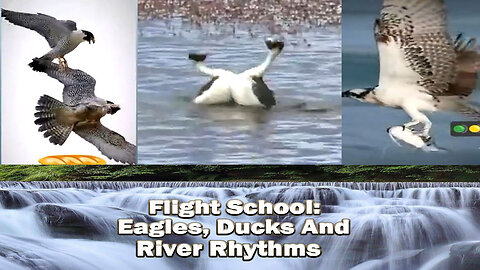 Flight School Eagles, Ducks, and River Rhythms