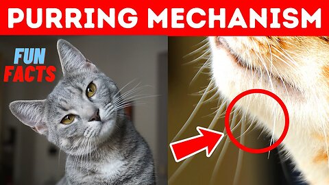 15 Amazing Cat Facts To Understand Them Better