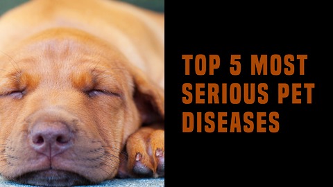 Top 5 Most Serious Pet Diseases