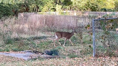 Friendly Backyard Deer