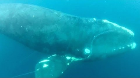 Whale Rescue: Watch Drowning Whale Being Saved By Brave Fisherman