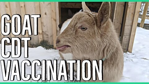 How to Give CDT Vaccine to Goats ||Nigerian Dwarf Goats||