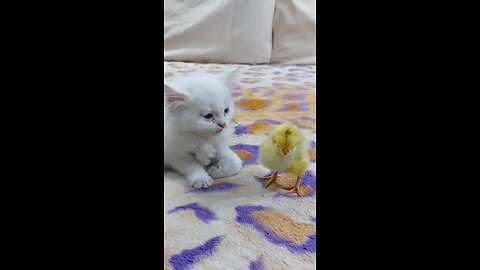 Cute kitten playing with parrot❤️