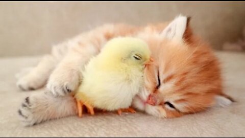 Kitten sleeps sweetly with the Chicken