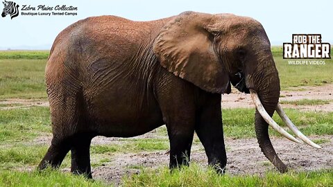 Elephants Of Amboseli | Female Tusker | Zebra Plains Safari