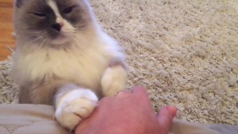 Cutest cat alive begs owner for attention