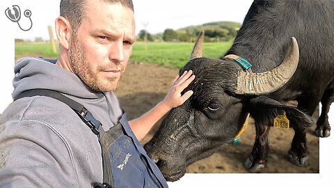 MILKING WATER BUFFALO