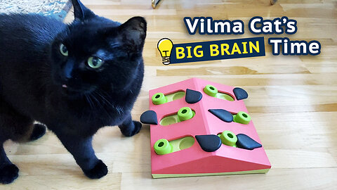 Vilma Big Brain Time Vol.2