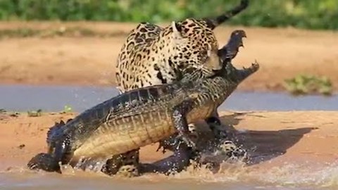 Jaguar Attacks Caiman Crocodile - CLOSE UP FOOTAGE