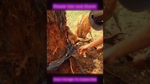 Man Saves Deer From Being Stuck in tree roots | Animal Rescue
