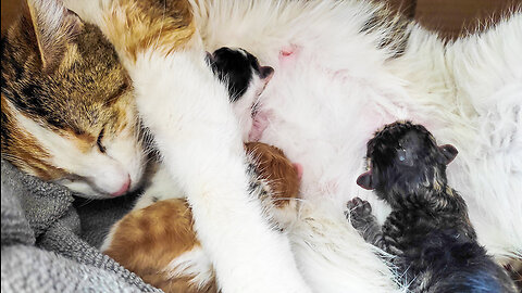 Cat Giving Birth To Her Third Kitten