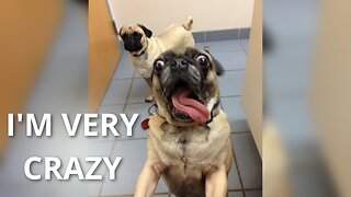 Funny Pugs