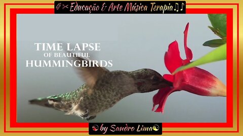 🐯Animais do Brasil🐯| Time Lapse de Lindos Beija-Flores | Hummingbird Time Lapse |VFX| EFEITOS | 4K|