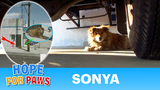 Sonya, the Google maps stray dog rescue. Please share.