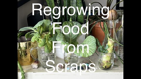 Regrowing from food scraps!