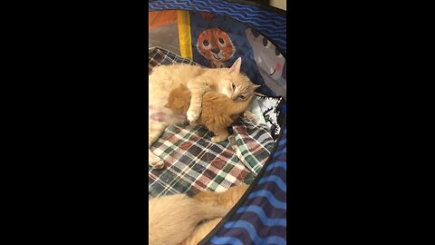 Mom cleaning kitten