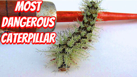 The Least To Most DANGEROUS Insects In The World!