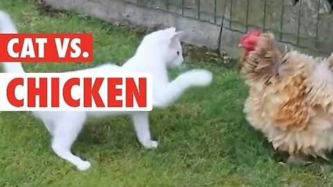 Best Funny moments of Animals in the world|