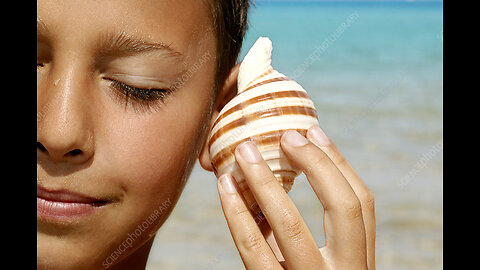 Is It Really The Ocean We Hear In That Conch Shell ? Mystery Solved !