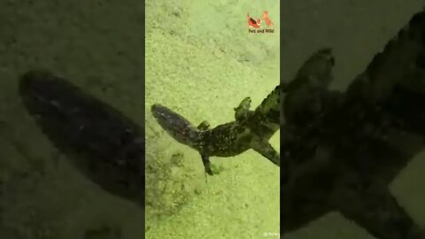 very very big lizard - underwater animals Videos Compilation #157 | Pets and Wild #lizards #pets
