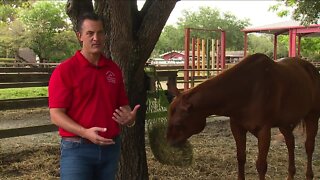 Operation Stride at The Naples Therapeutic Riding Center