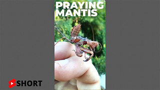 Praying Mantis in the Garden - My Favourite Beneficial Insect #SHORT