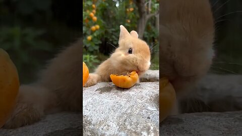 Bunny dinner)))#cool #comic #funnyanimals #humourous #funnymoments