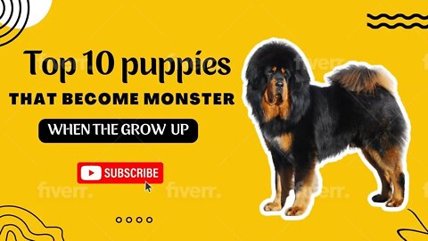 The top 10 Puppies that become monsters when they grow up.