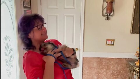 Yorkie has ADORABLE reaction to mom coming home!