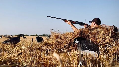 Hunting Giant Canada Geese in a Western Manitoba Wheat Field