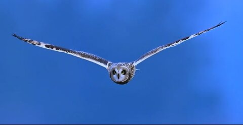 Owl flying in the blue sky.. amezing view 🤩