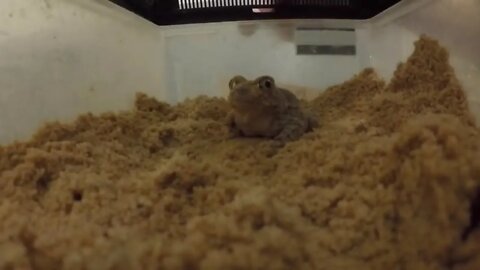 👀 Tiny toad offers big potential for research on plasticity