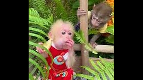 #monkey #monkeybaby #monkeydluffy #cutebaby #monkeyface #animals