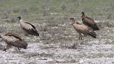 Cape vultures in Kgalagadi Transfrontier Park, Botswana