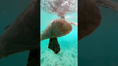 linda tartaruga nadando dentro do mar #shorts