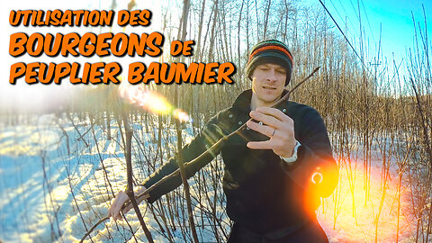 Cueillette de Bourgeons de Peuplier Baumier en Gaspésie