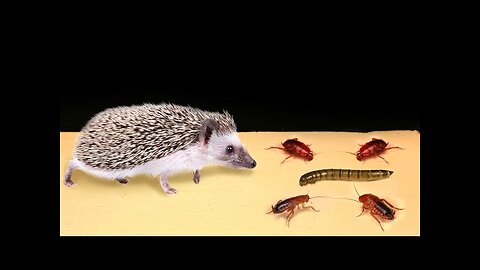 AFRICAN HEDGEHOG and COCKROACHES AND LARVA! Wow! 【LIVE FEEDING】
