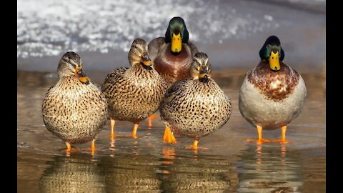 Ducks playing in water