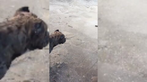 Small Scared Bulldog Hesitates To Walk On Slippy Ice