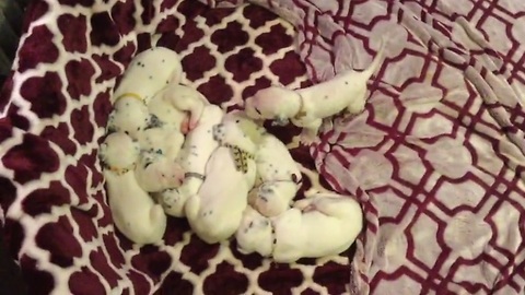 Newborn Dalmatian puppies learn how to play