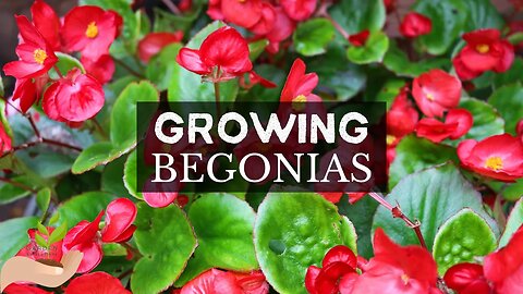 GROWING BEGONIAS: Beautiful, colorful flowers with many varieties and colors to choose!