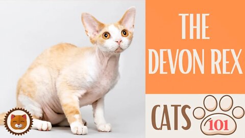 🐱 Cats 101 🐱 DEVON REX CAT - Top Cat Facts about the DEVON REX