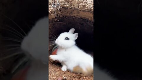 Leisure and lovely bunny #bunny rabbit #cute