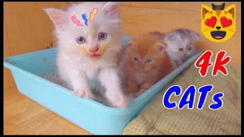 Funny Cats And Kittens Life 4K Quality Video Episode 5 - Viral Cat