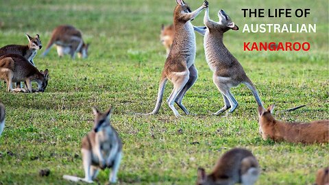 The life of Australian Kangaroo