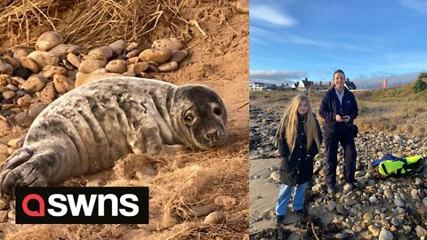 Inspirational 11-year-old environmental campaigner saves the life of distressed seal pup