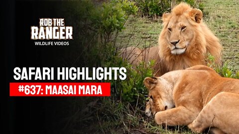 Safari Highlights #637: 16 & 17 Sep 2021 | Maasai Mara/Zebra Plains | Latest Wildlife Sightings